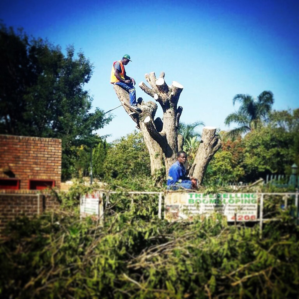 T & L Tree Fellers at work cutting down a large tree in Constantia Park, Pretoria