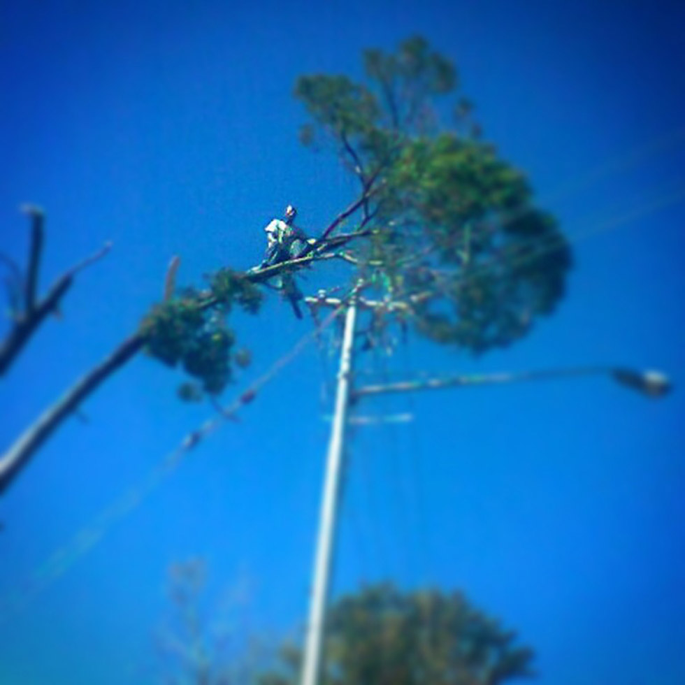 ​Removing a tree that is causing damage to overhead wires in Faerie Glen, Pretoria